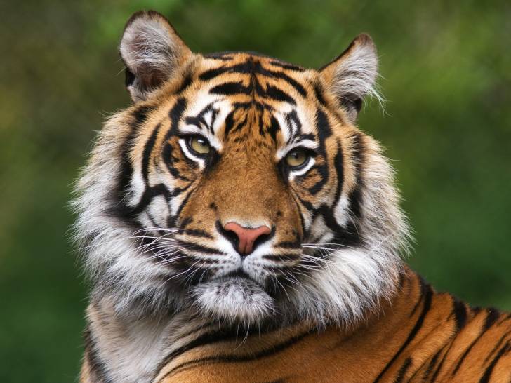 Tigre du Bengale